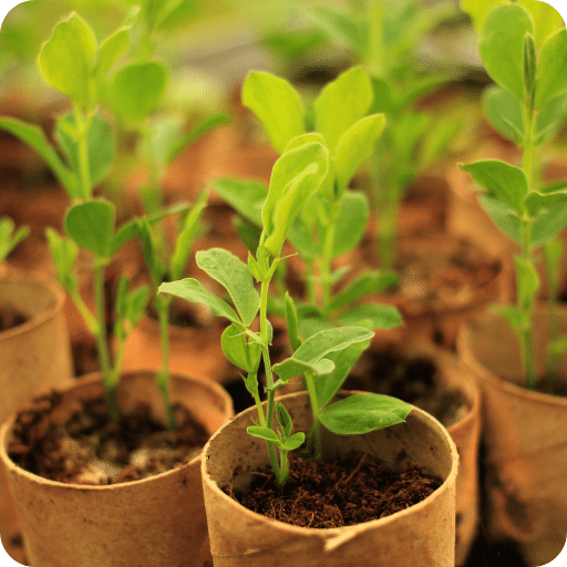 SEEDS